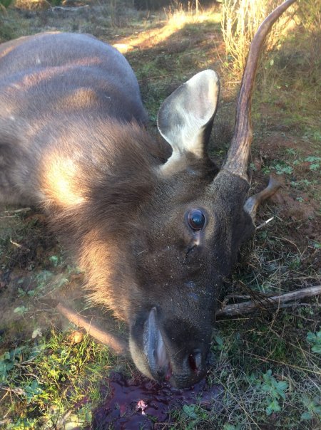 Wild Deer Hunting in SE Australia