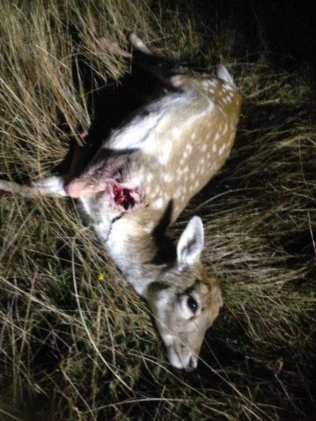 Wild Deer Hunting in SE Australia