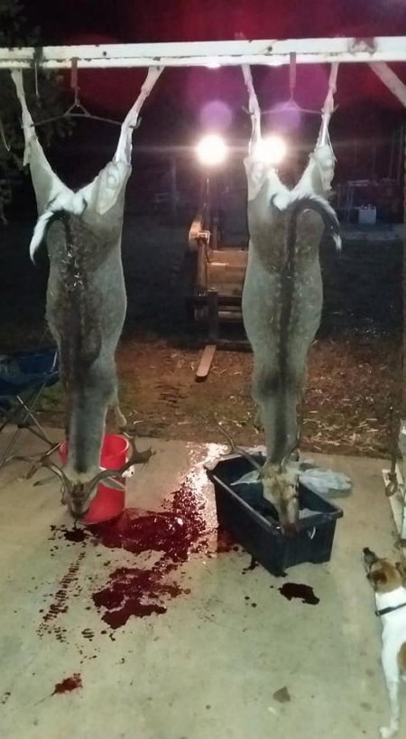 Wild Deer Hunting in SE Australia