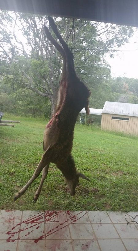 Wild Deer Hunting in SE Australia