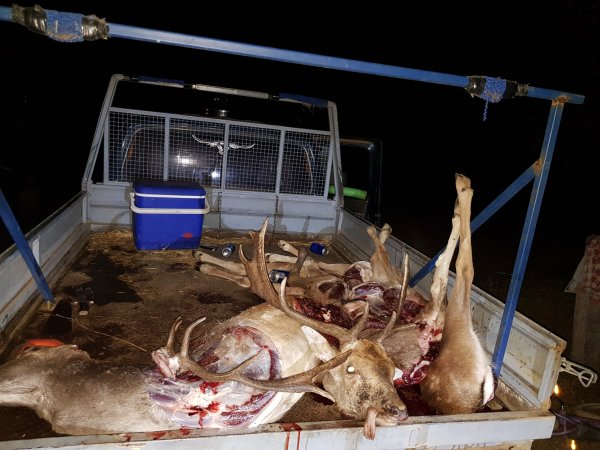 Wild Deer Hunting in SE Australia