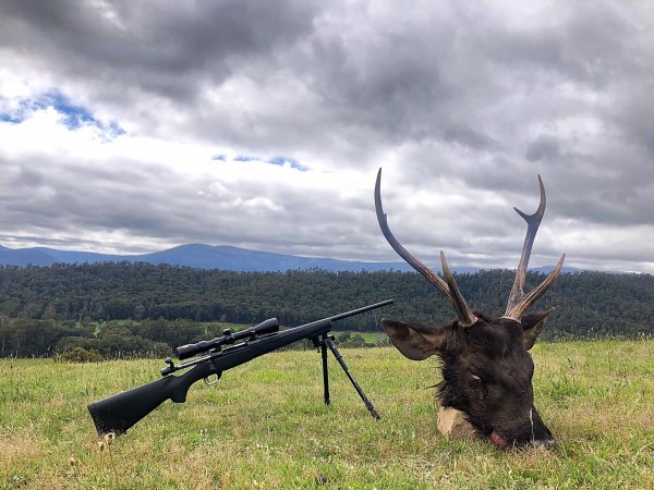 Wild Deer Hunting in SE Australia