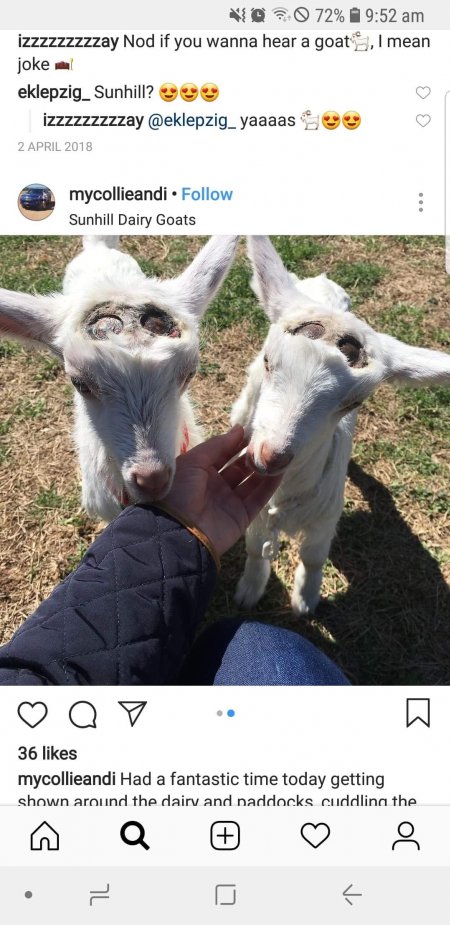 Burnt sculls of baby goats