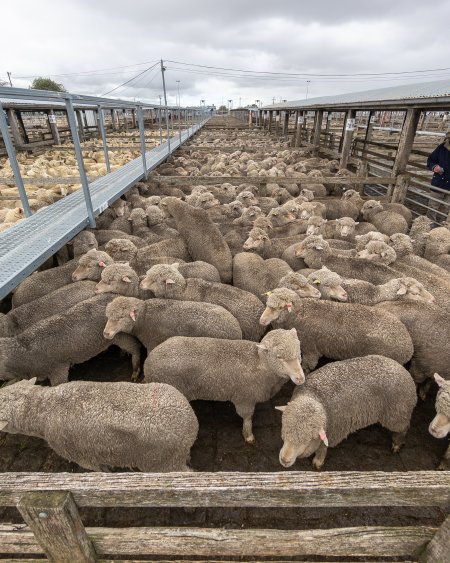 Holding pens at Ballarat saleyard