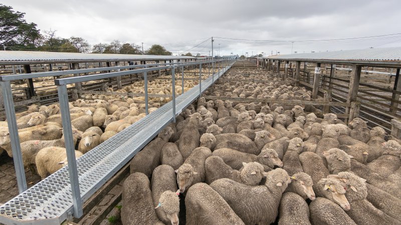 Holding pens at Ballarat Saleyard