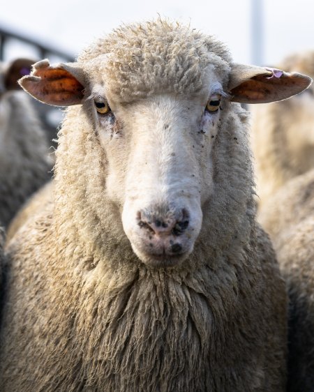 Ewe Portrait