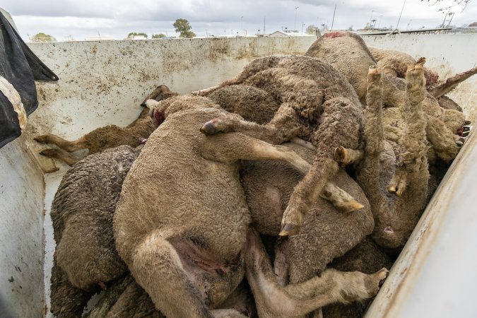 Truck full of dead bodies