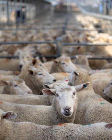 Ewe in Holding Pen