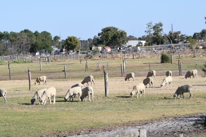 Sheep waiting to be killed