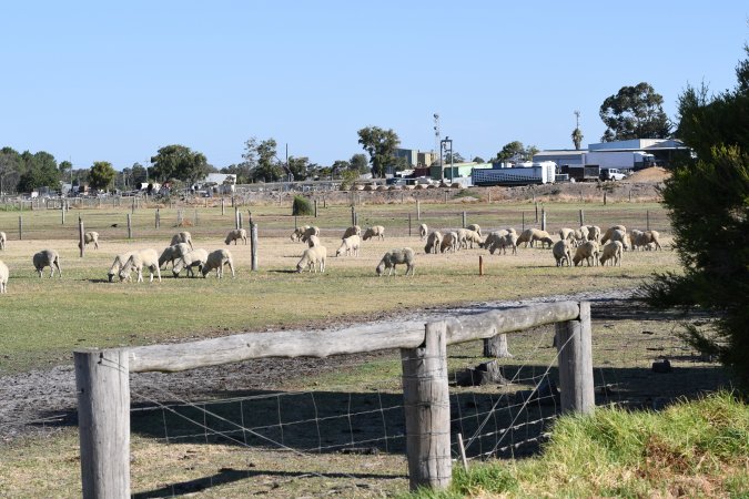 Sheep waiting to be killed