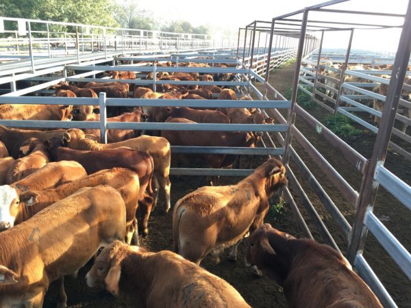 Cattle in pens