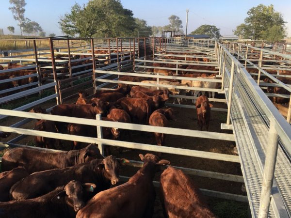 Cattle in pens