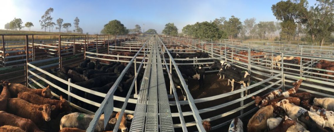 Cattle in pens