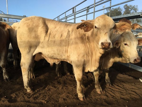 Cattle in pen