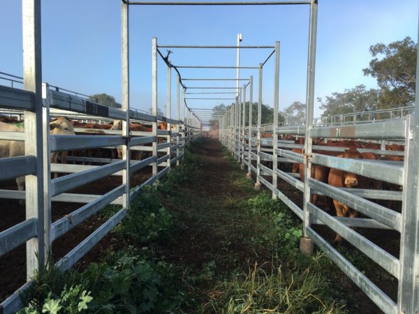 Cattle in pens