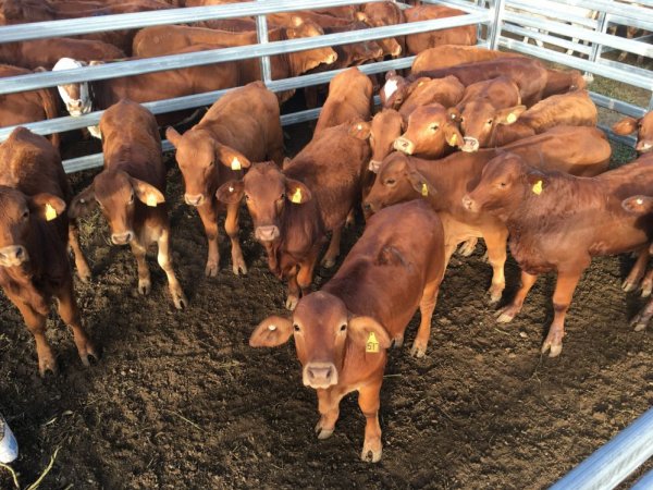 Cattle in pens