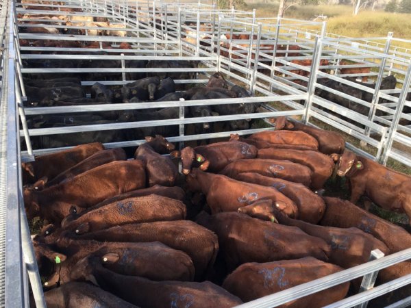 Cattle in pens