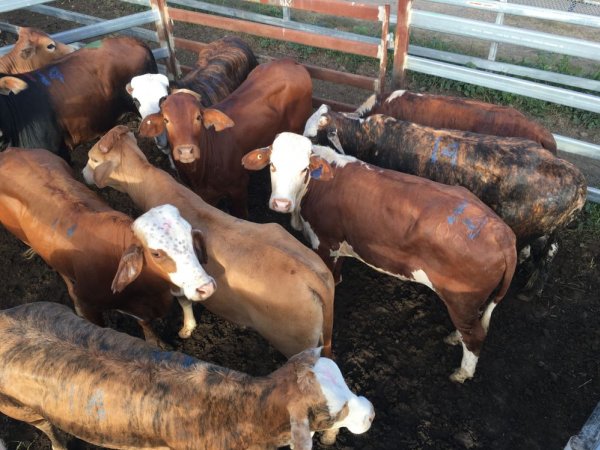 Cattle in pens