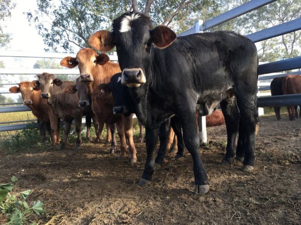 Cattle in pens