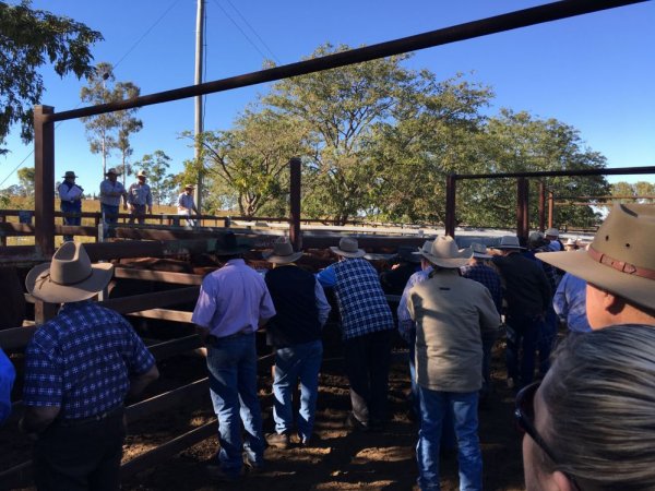 Cattle auction