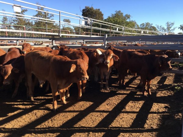 Cattle in pens