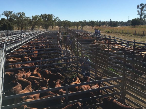 Cattle in pens