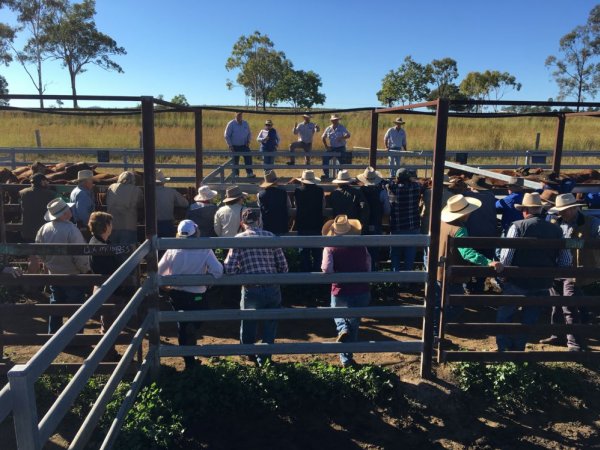 Cattle sale