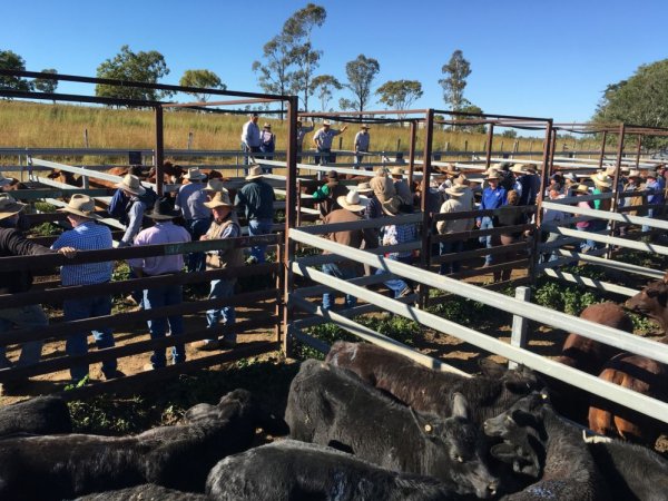 Cattle sale