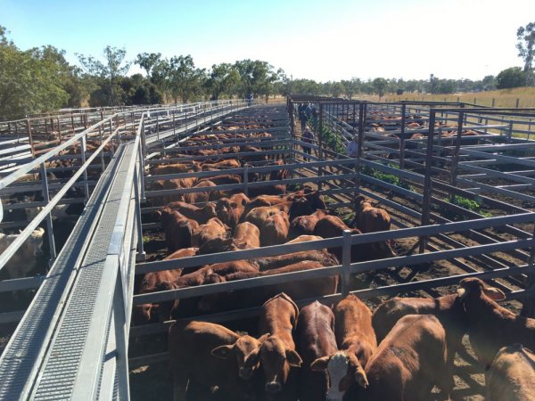 Cattle in pens