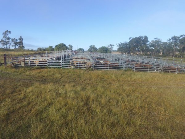 Cattle in pens