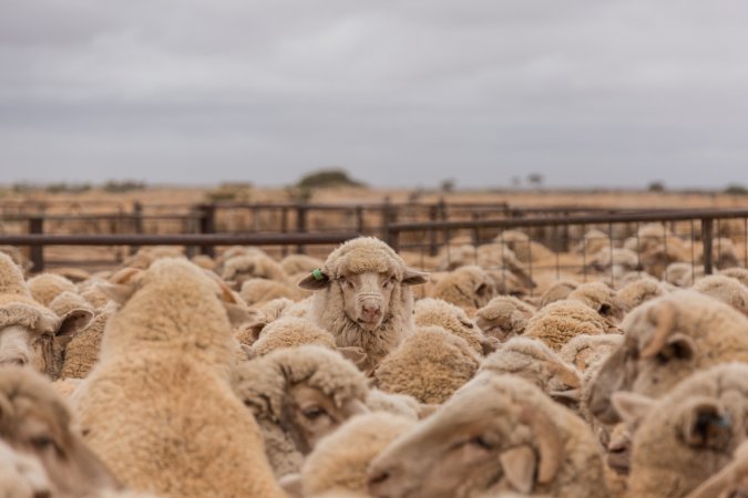 Sheep shearing