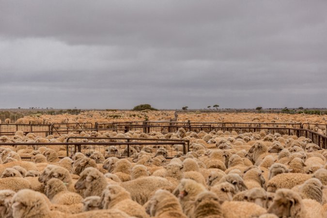 Sheep shearing