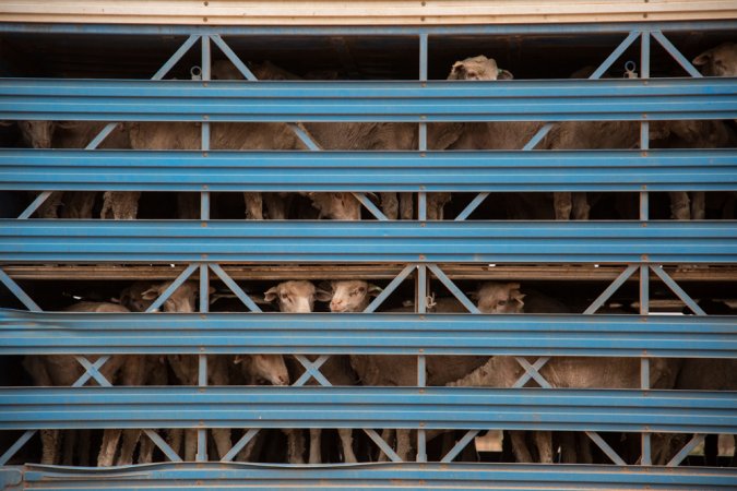 Sheep shearing