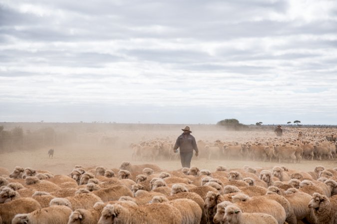 Sheep shearing