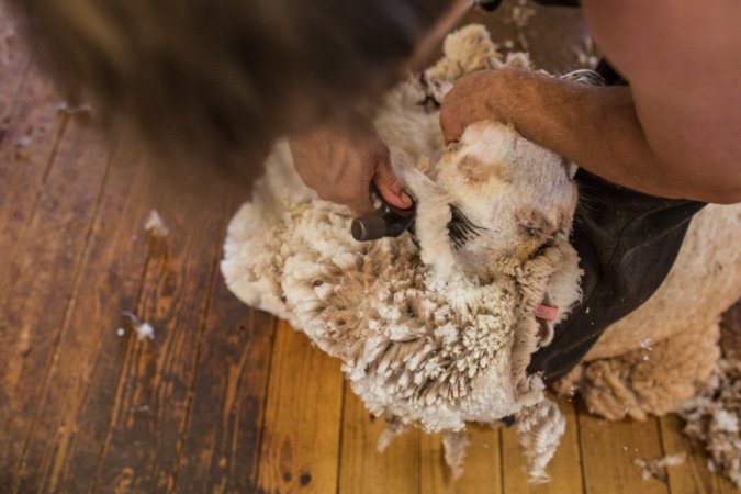 Sheep shearing