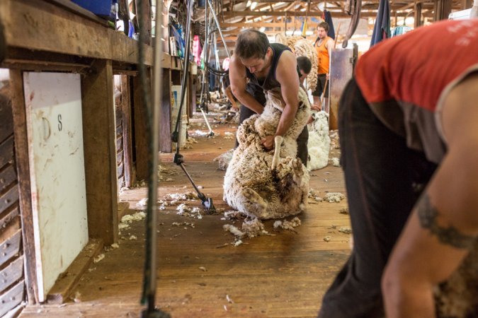 Sheep shearing