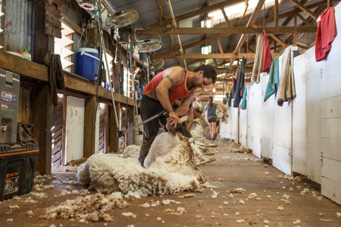 Sheep shearing