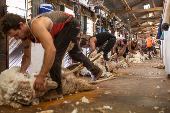 Sheep shearing