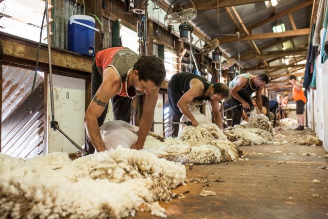 Sheep shearing