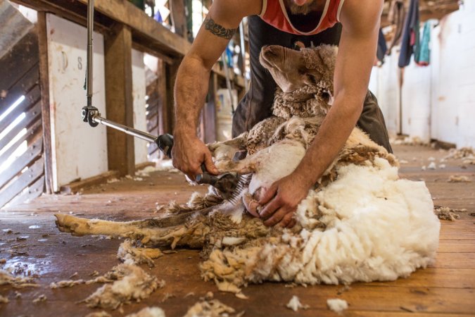 Sheep shearing