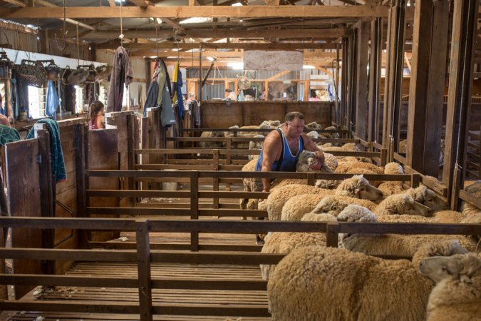 Sheep shearing