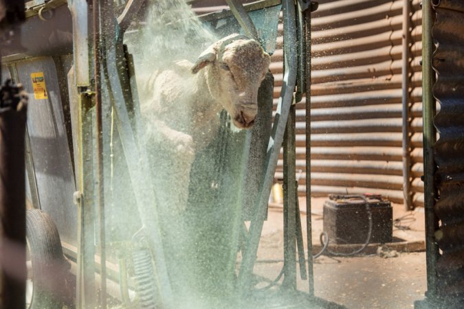 Sheep shearing