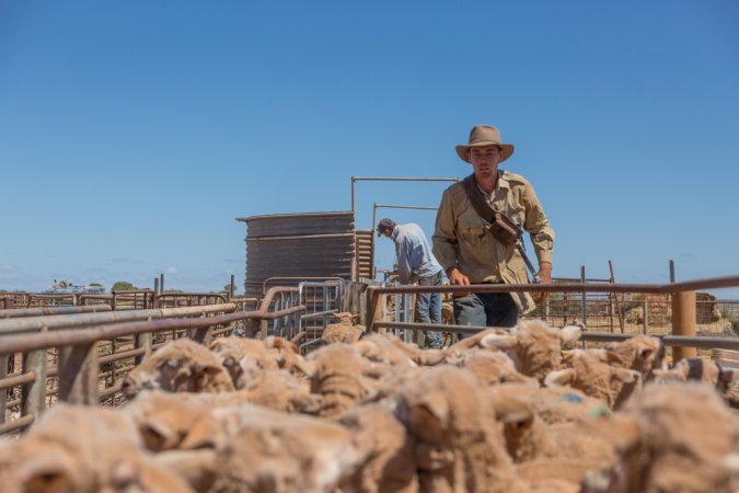 Sheep shearing