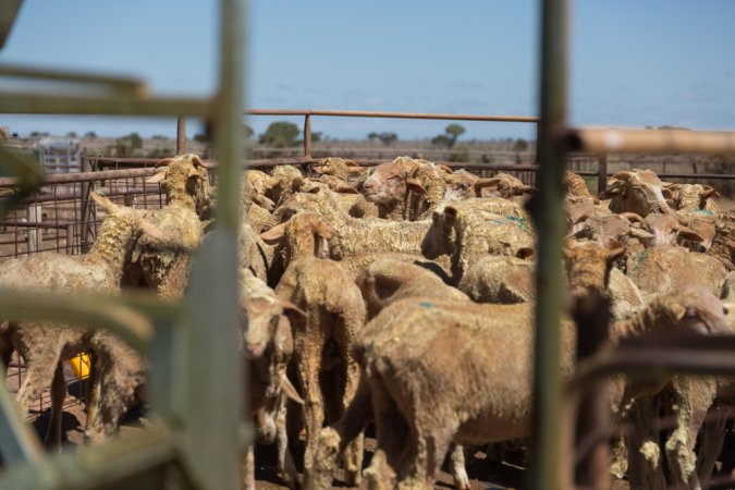 Sheep shearing