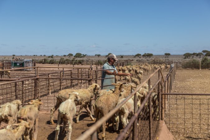 Sheep shearing