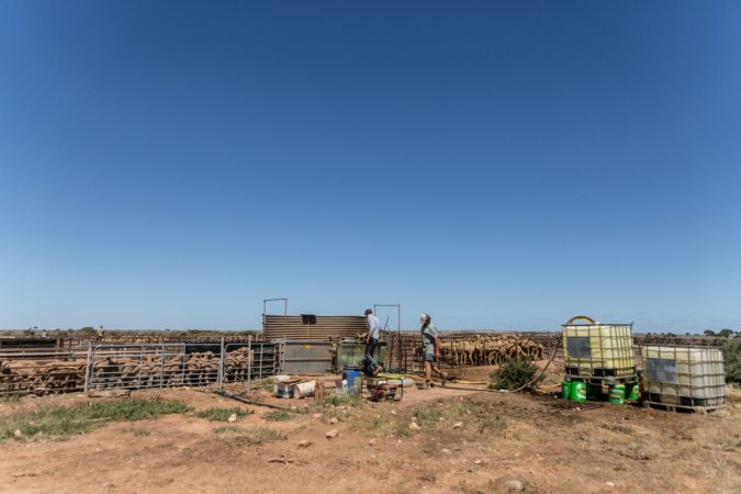 Sheep shearing