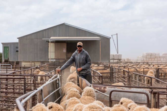 Sheep shearing