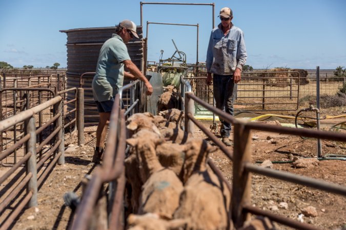 Sheep shearing