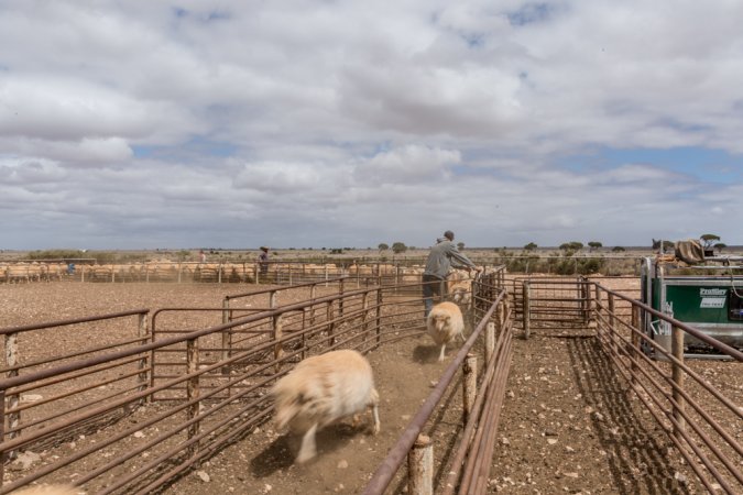 Sheep shearing