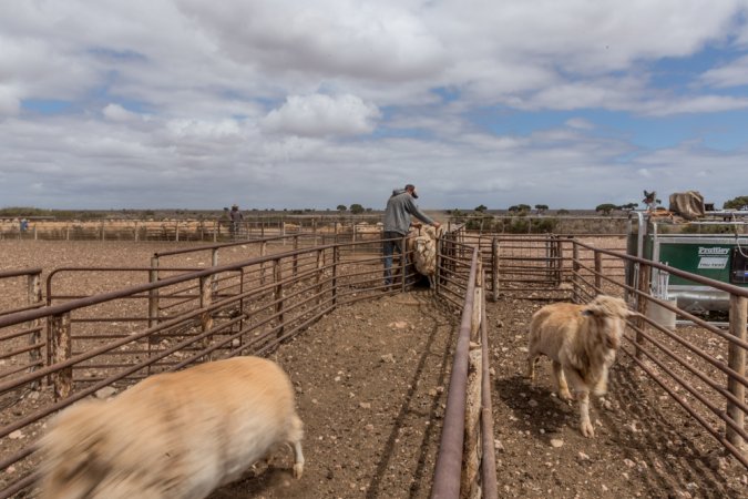 Sheep shearing